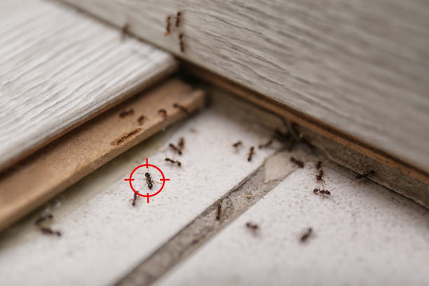 Best Affordable Pest Control Services  in Pughtown, PA